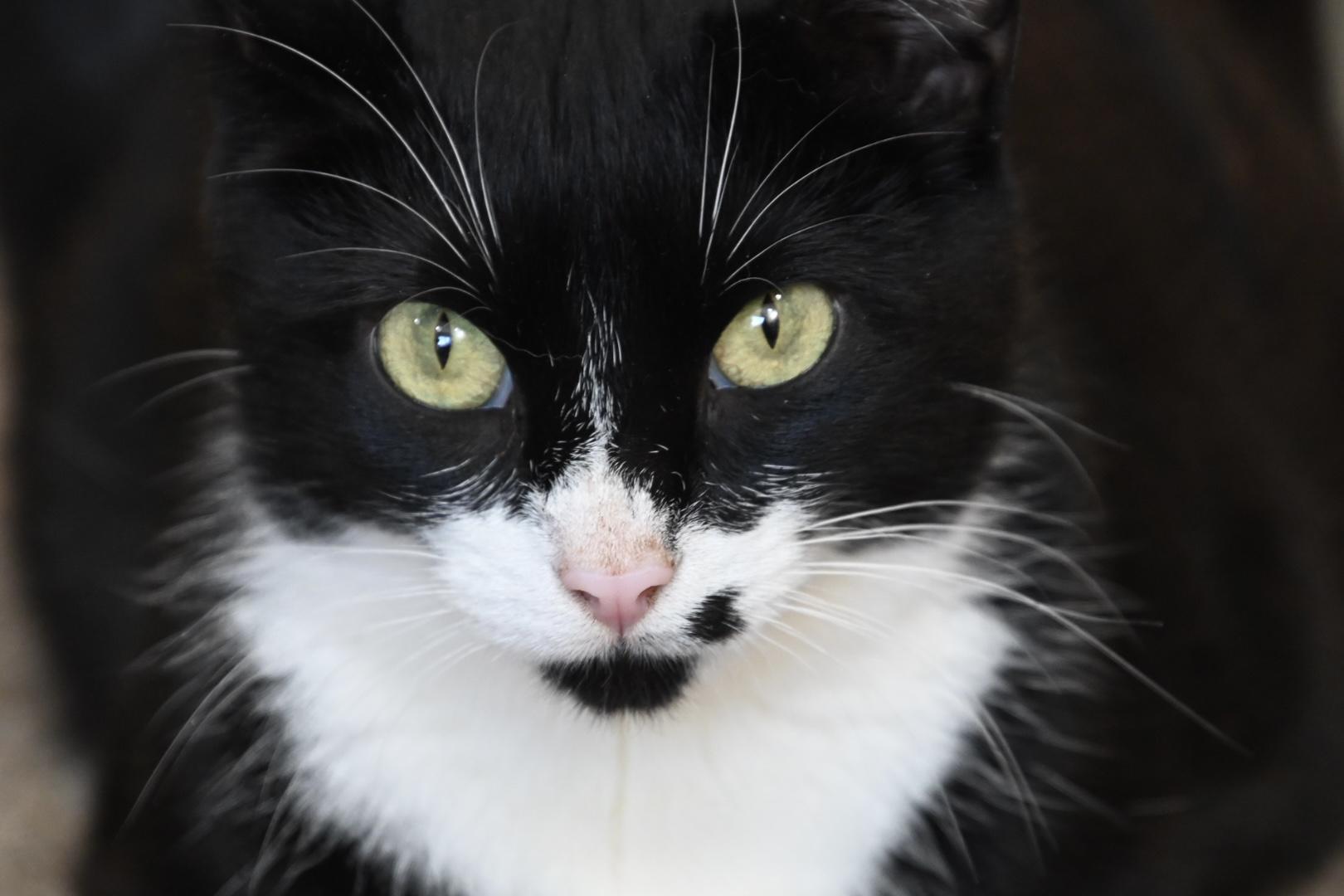 Loretta-Young, Playful and Ready to Be Your One and Only, a Adoptable Domestic Short Hair in Bristow, VA image 5/6