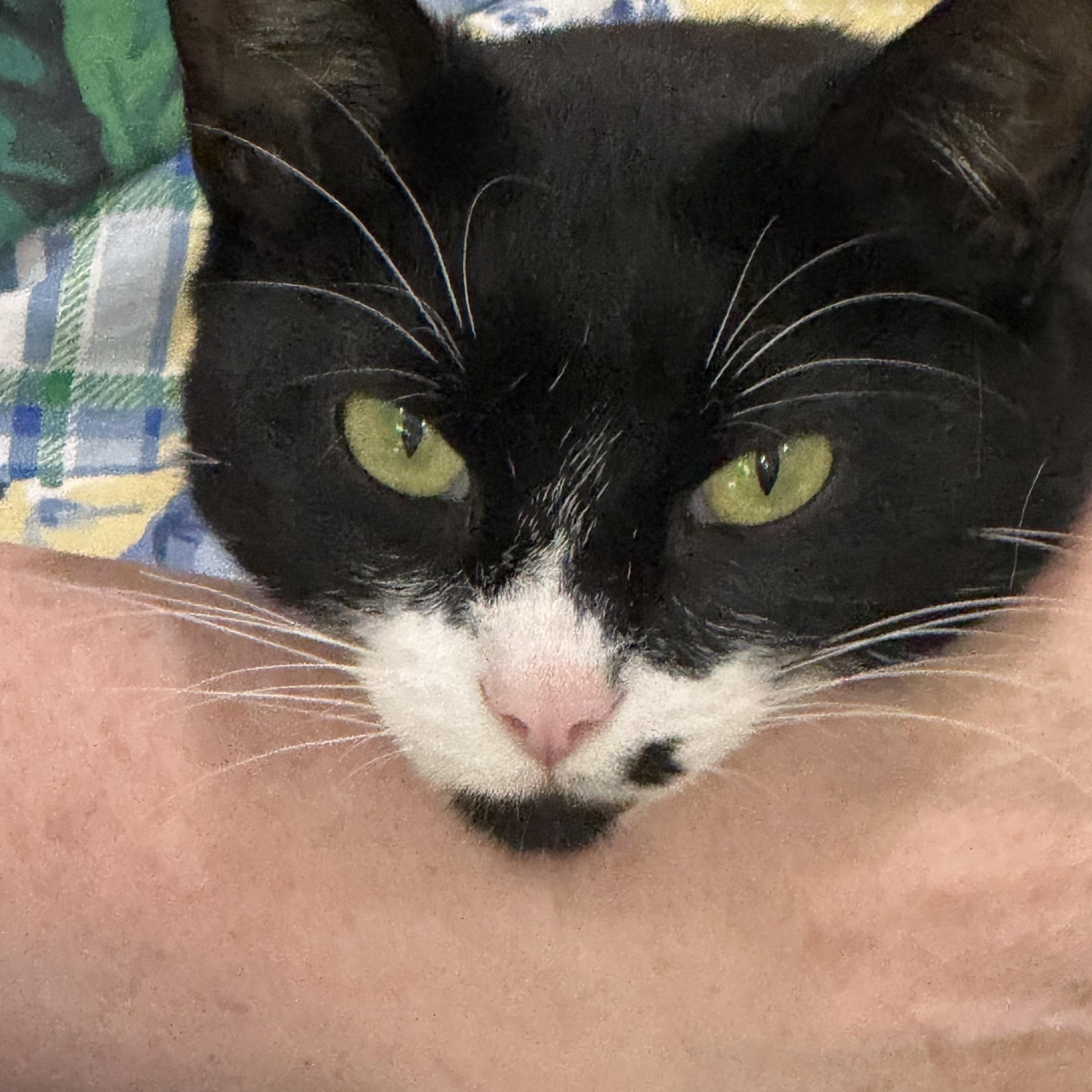 Loretta-Young, Playful and Ready to Be Your One and Only, a Adoptable Domestic Short Hair in Bristow, VA image 1/6