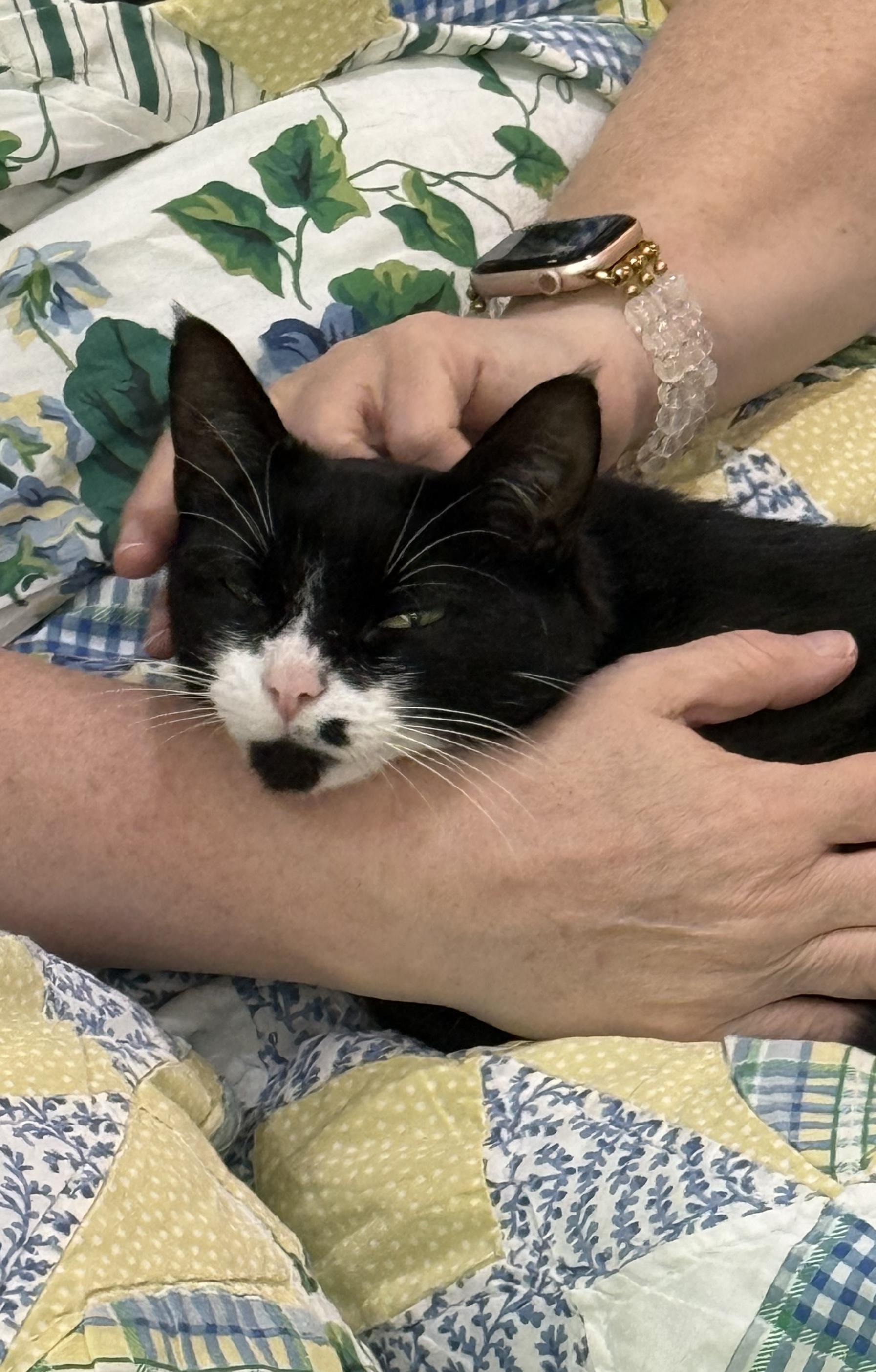 Loretta-Young, Playful and Ready to Be Your One and Only, a Adoptable Domestic Short Hair in Bristow, VA image 2/6