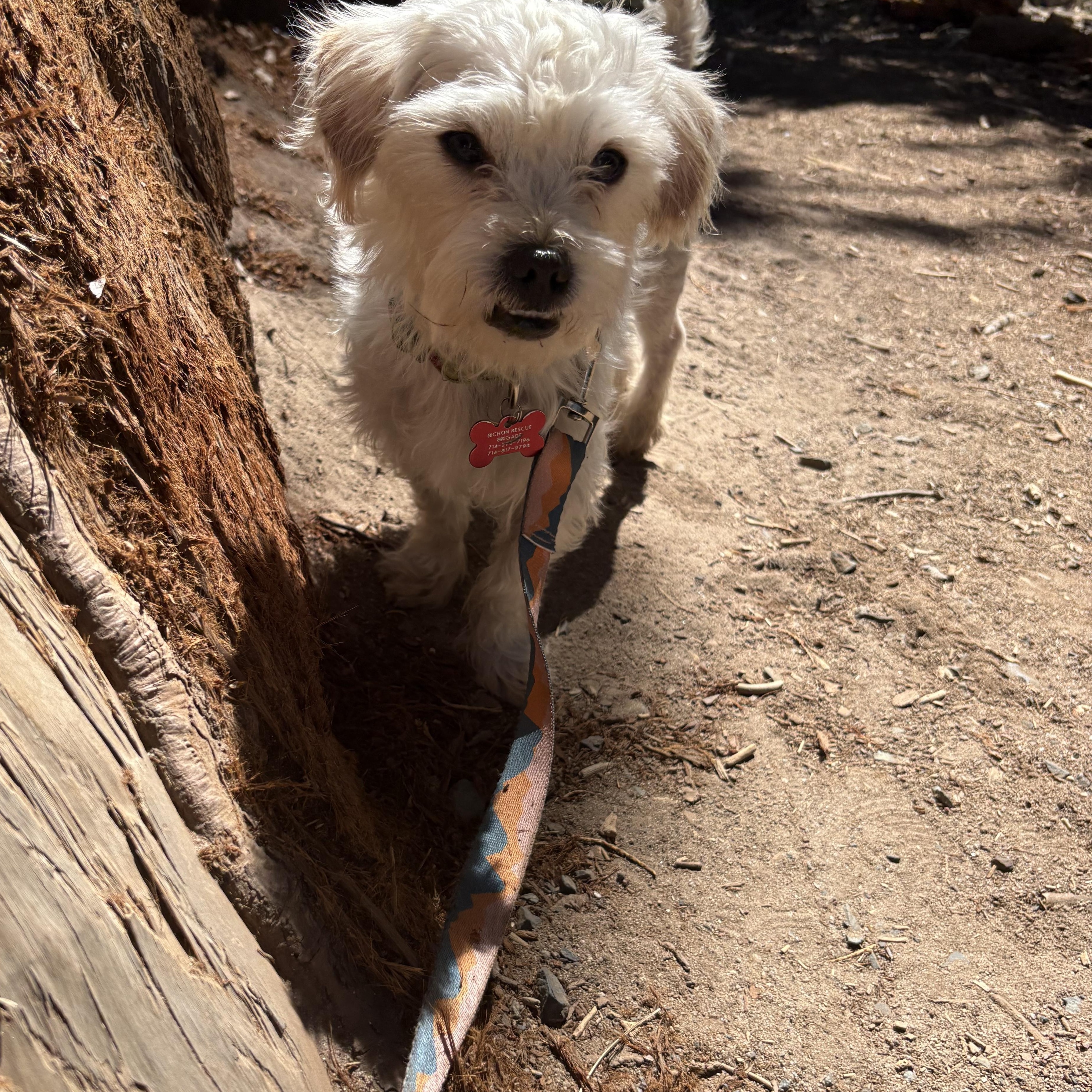 Enlarge Stewie, a Adoptable mixed breed in Pasadena, CA image 2/5