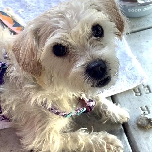 Enlarge Stewie, a Adoptable mixed breed in Pasadena, CA image 5/5