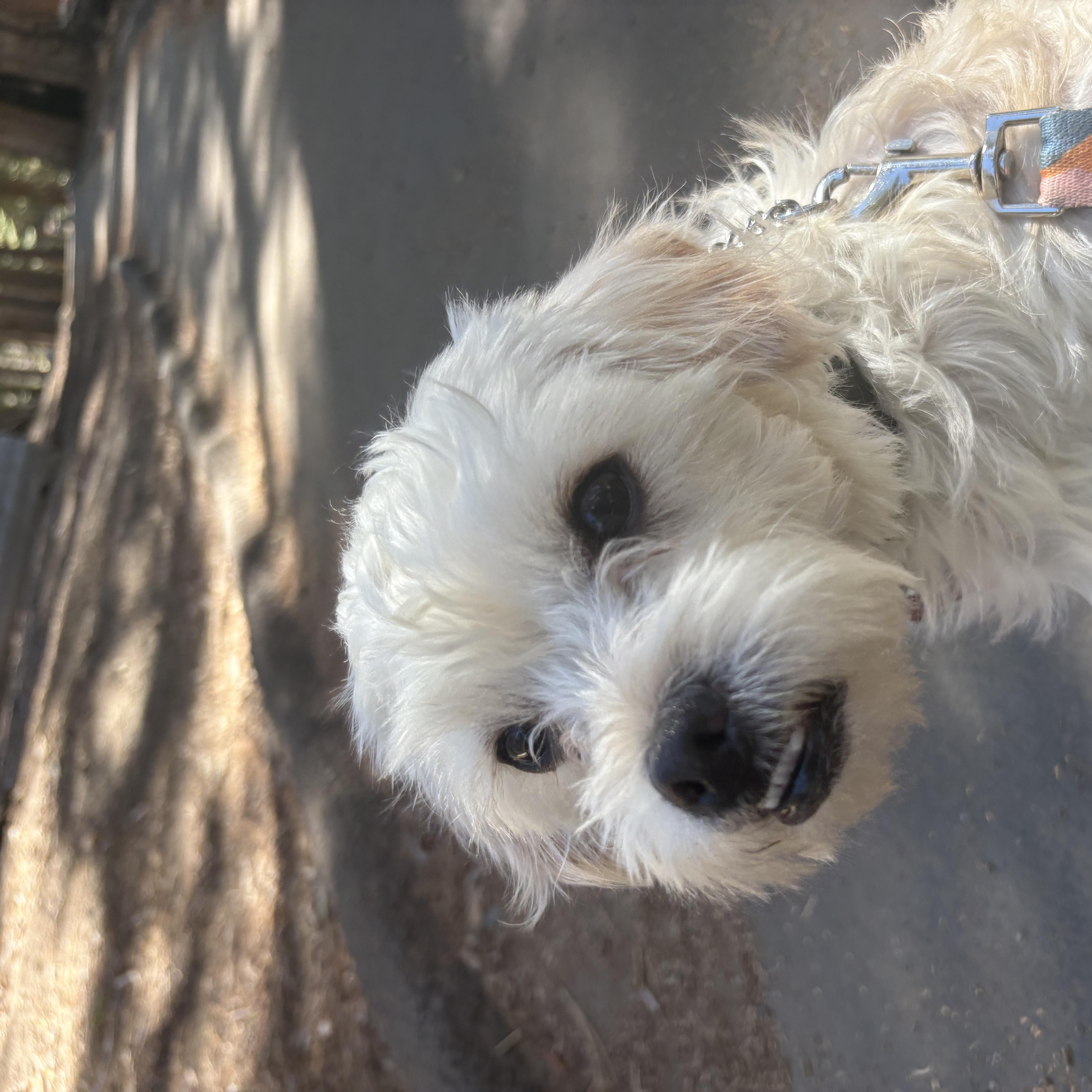 Enlarge Stewie, a Adoptable mixed breed in Pasadena, CA image 3/5