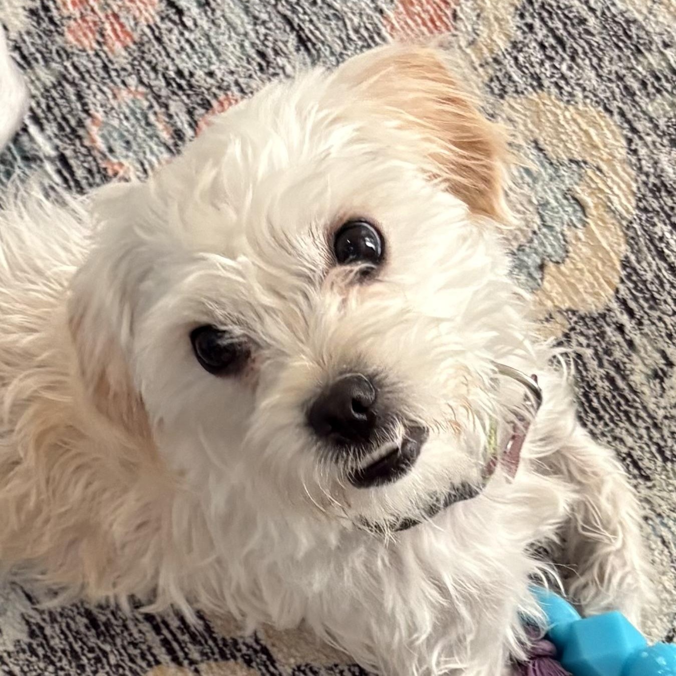 Stewie, Adoptable, Young Male Terrier & Maltese.