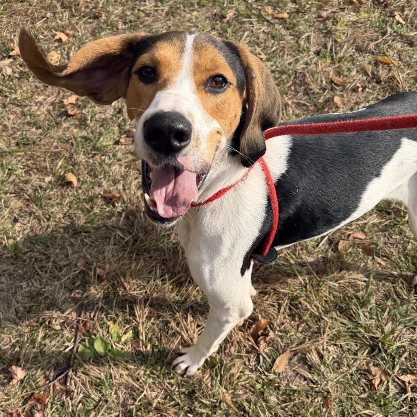 Squishy, Adoptable, Adult Male Treeing Walker Coonhound.