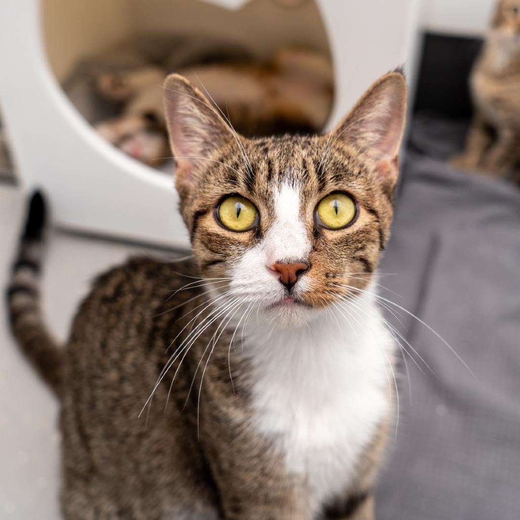 Enlarge Laurel, a Adoptable Domestic Short Hair in New York, NY image 1/1