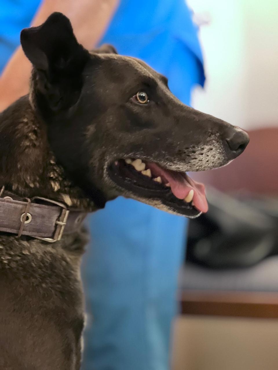 Enlarge Shadow, a Adoptable mixed breed in Kelowna, BC image 2/3