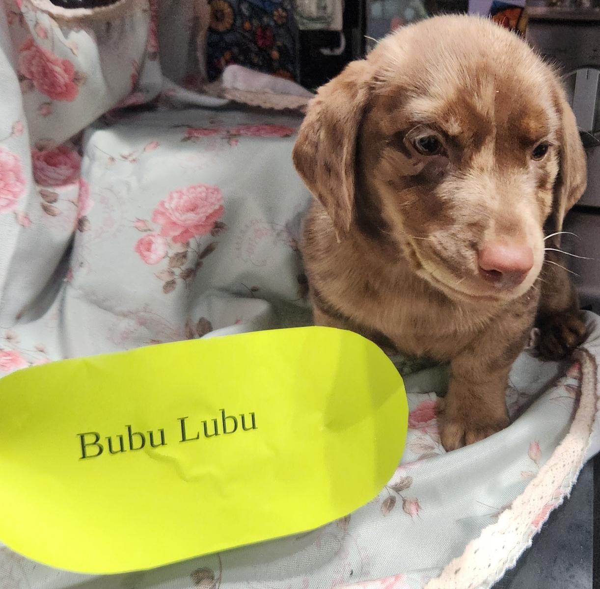 Bubu Lubu, Adopted, Young Male Labrador Retriever & Australian Shepherd.