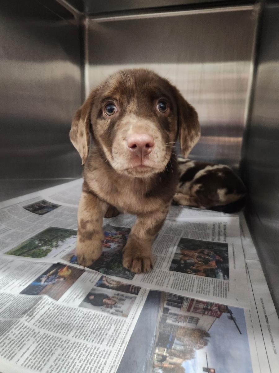 Enlarge Bubu Lubu, a Adopted mixed breed in Knoxville, TN image 2/3