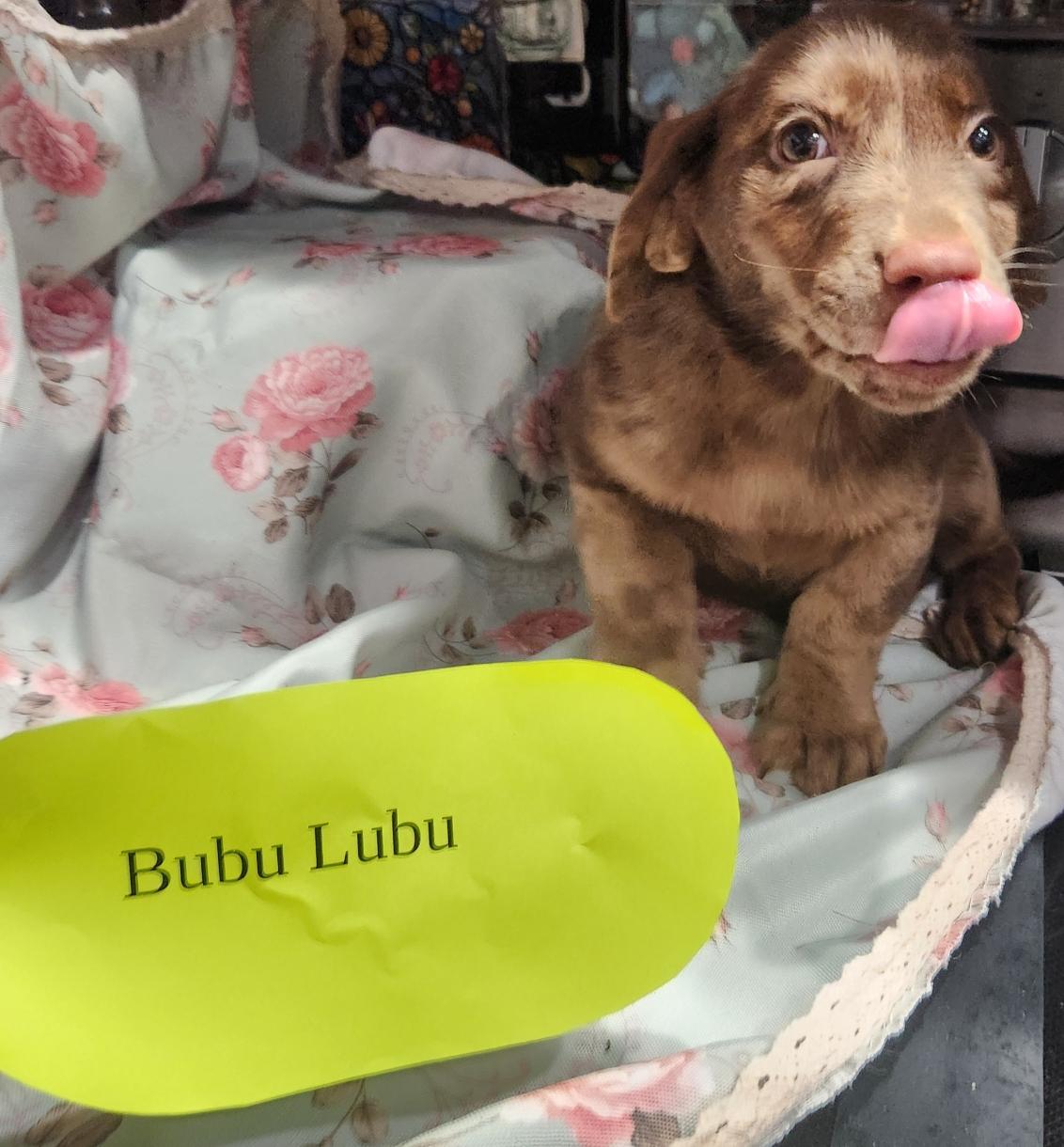 Enlarge Bubu Lubu, a Adopted mixed breed in Knoxville, TN image 3/3