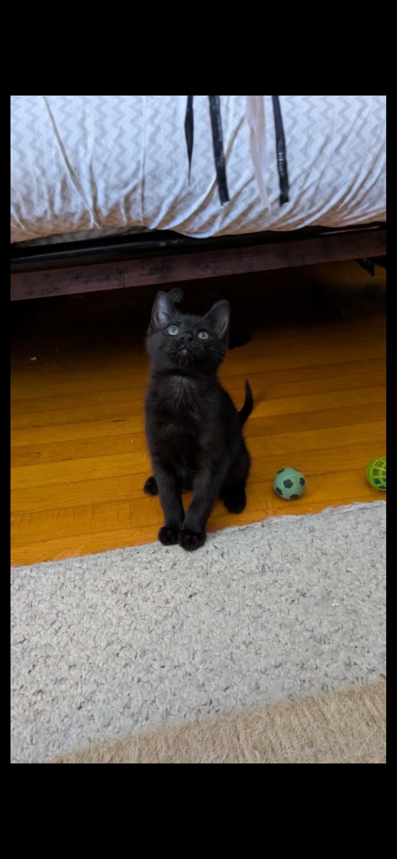 Enlarge Radar, an adopted mixed breed in Milwaukee, WI image 1/4