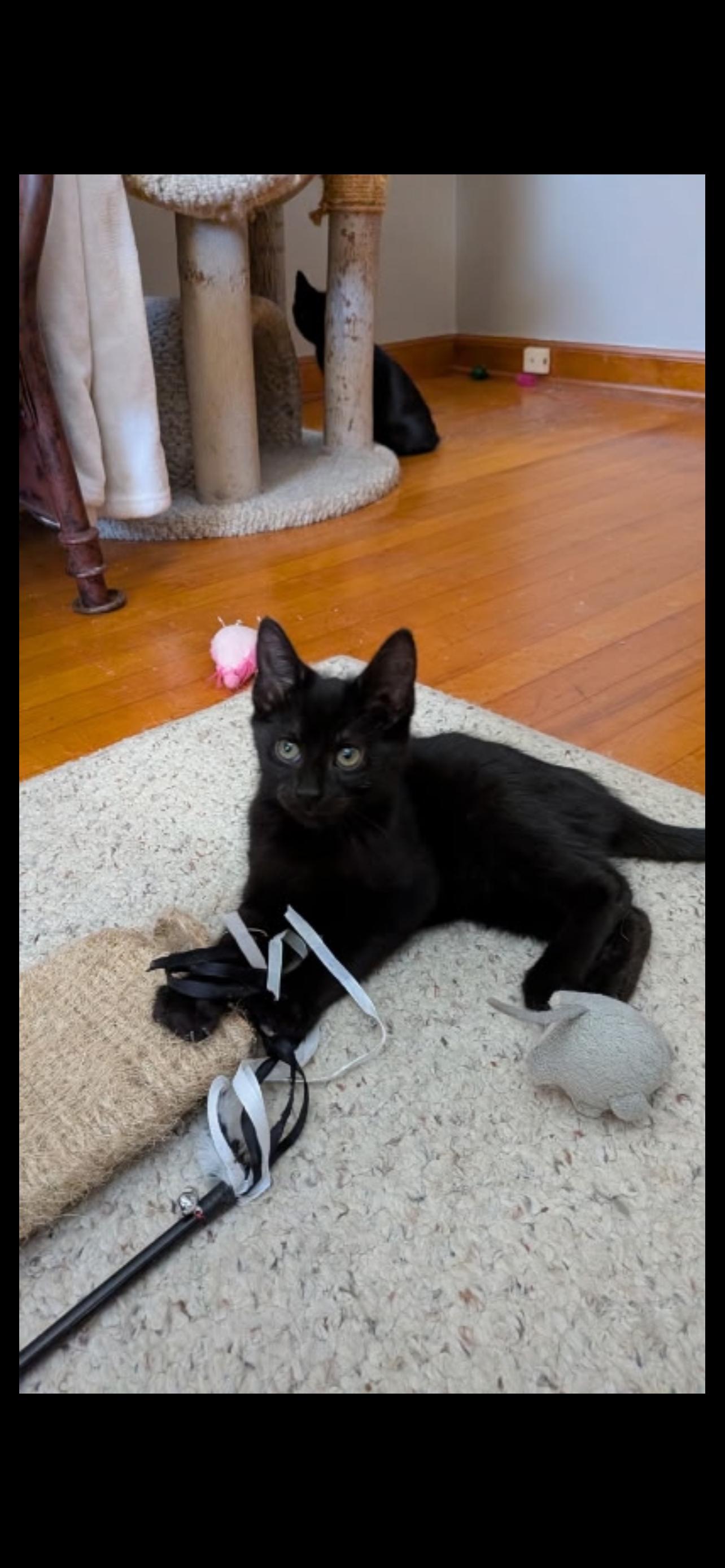 Enlarge Radar, an adopted mixed breed in Milwaukee, WI image 2/4