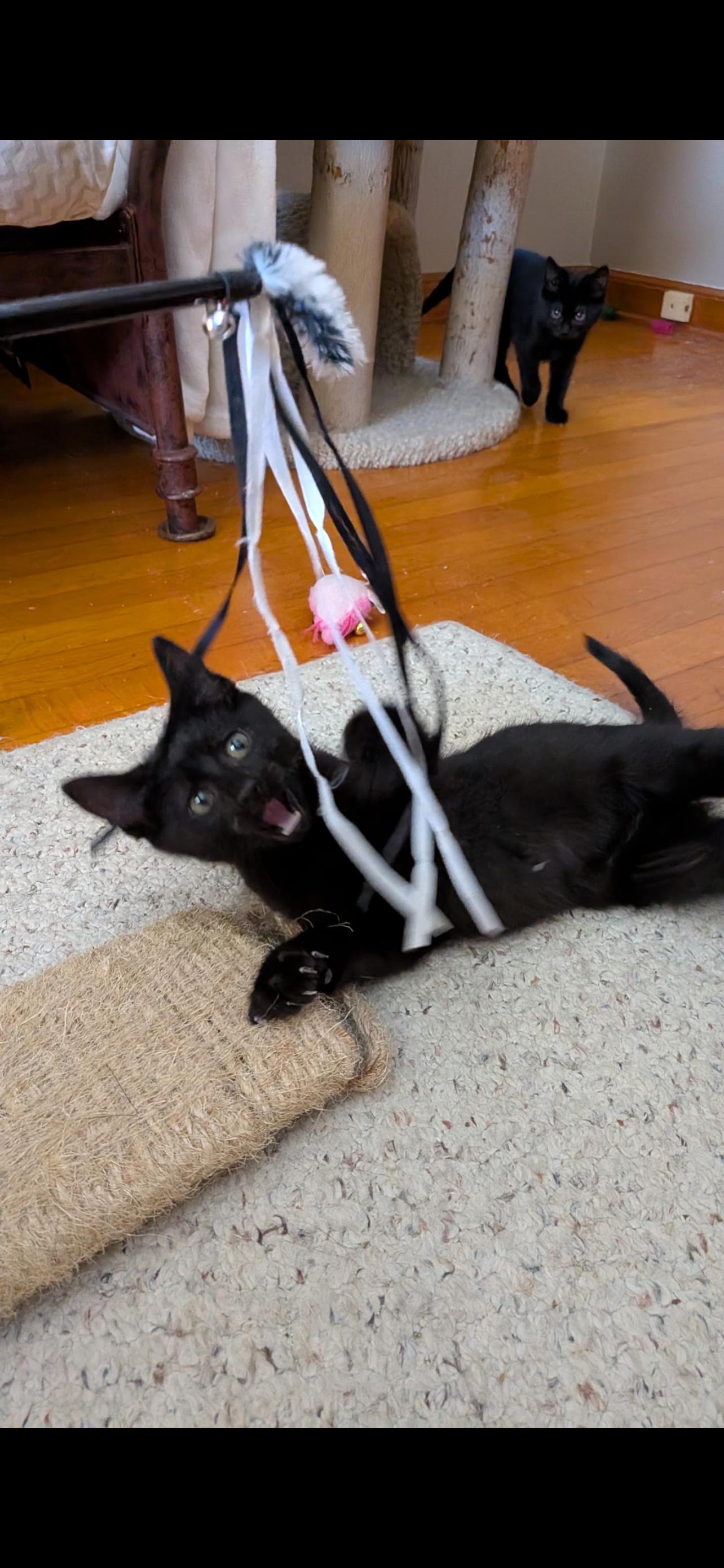 Enlarge Radar, an adopted mixed breed in Milwaukee, WI image 3/4