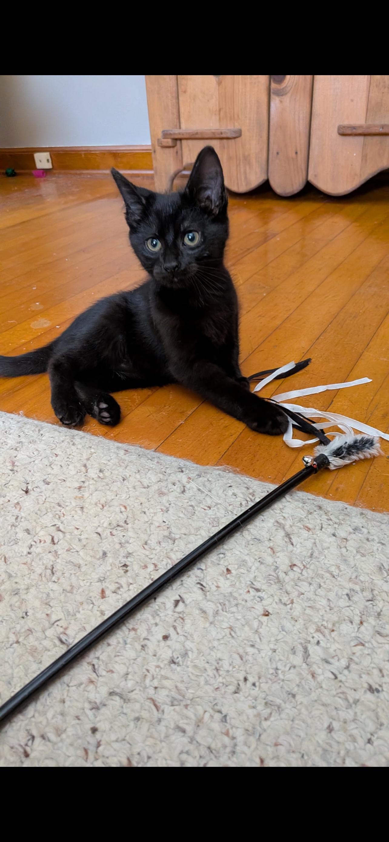 Radar, adopted, Young Male Domestic Short Hair.