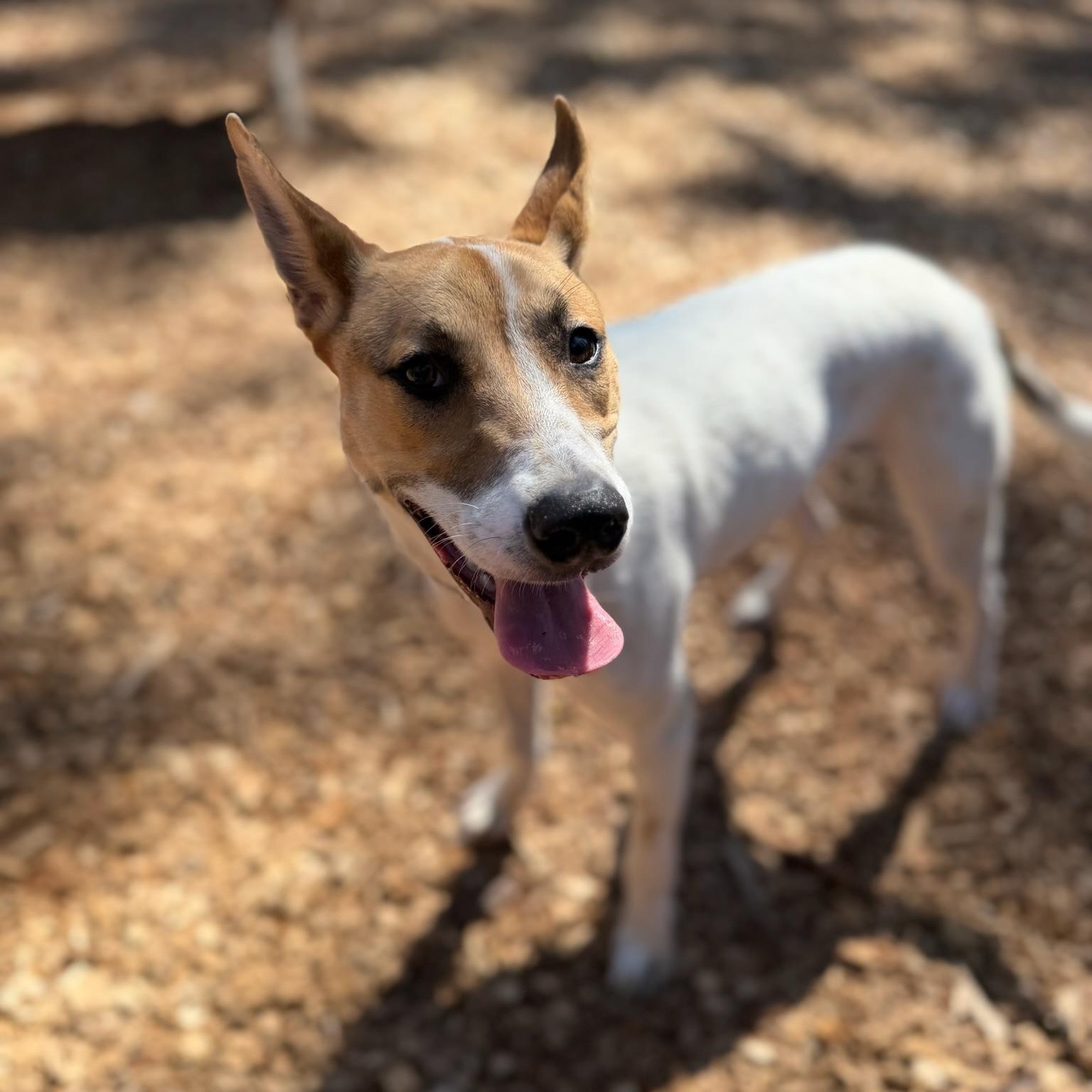 Cinnamon- Sugar Sweet, an adopted mixed breed in Grass Valley, CA image 2/6