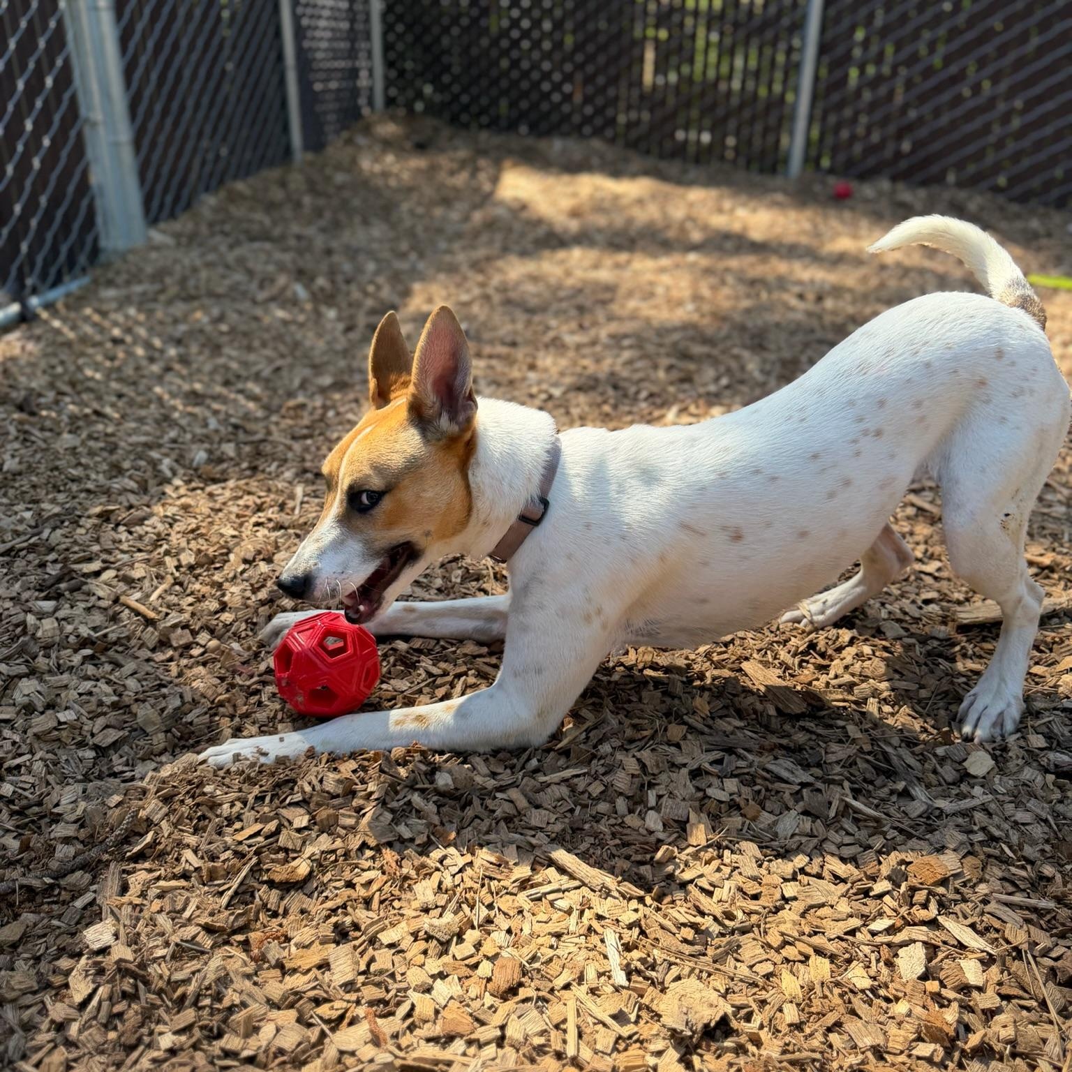 Cinnamon- Sugar Sweet, an adopted mixed breed in Grass Valley, CA image 3/6