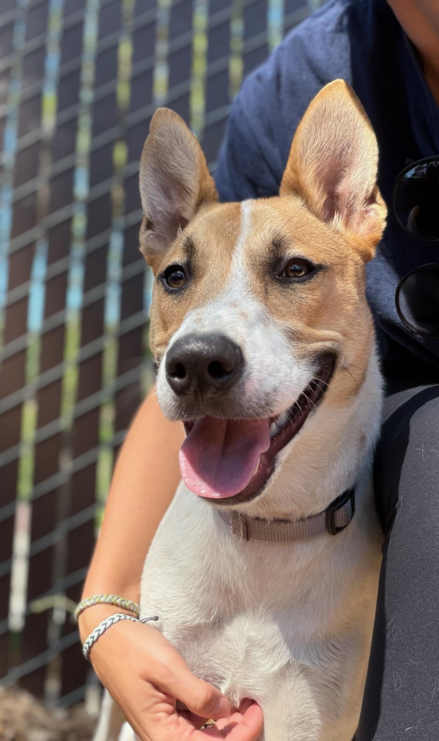 Cinnamon- Sugar Sweet, adopted, Young Female Cattle Dog.