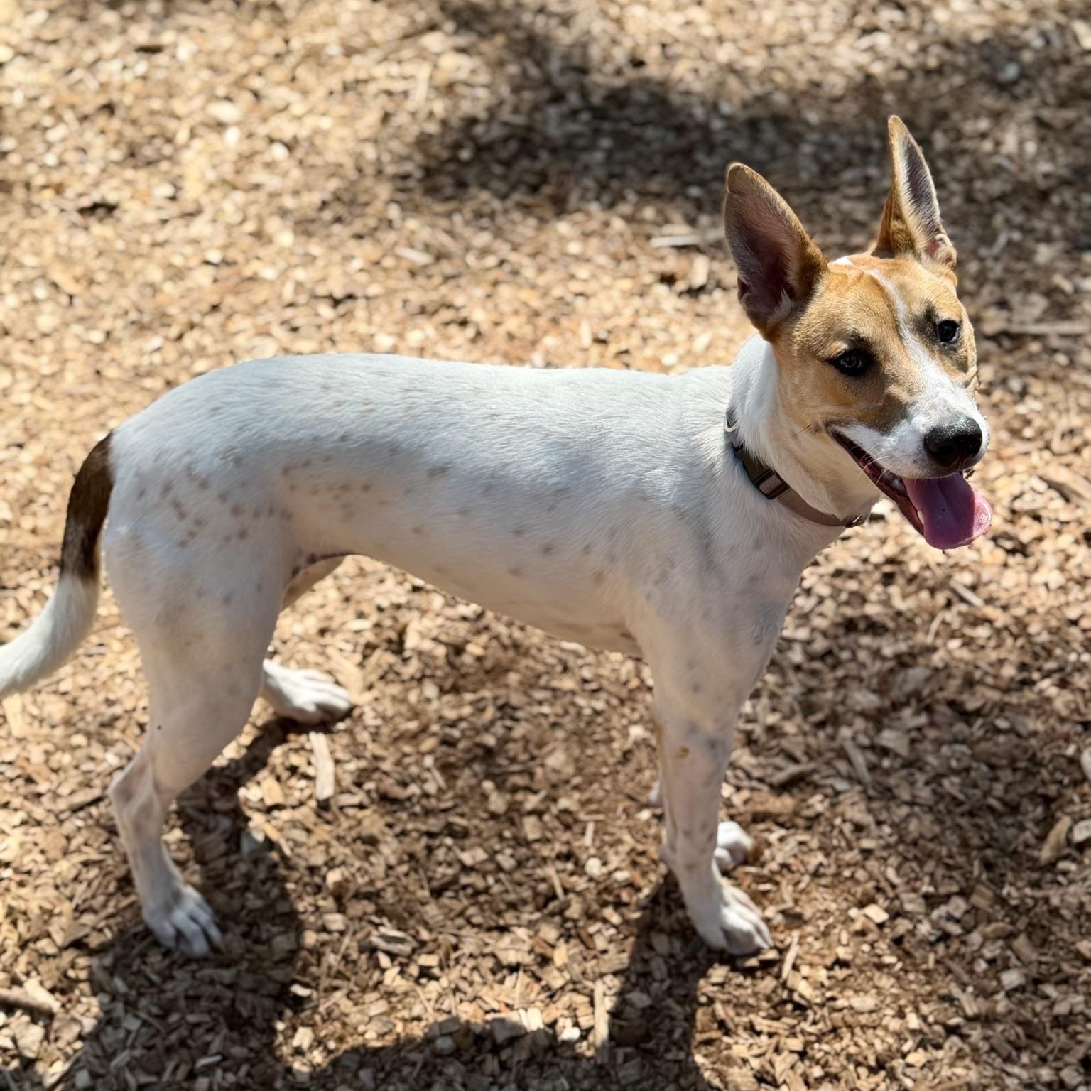 Cinnamon- Sugar Sweet, an adopted mixed breed in Grass Valley, CA image 6/6
