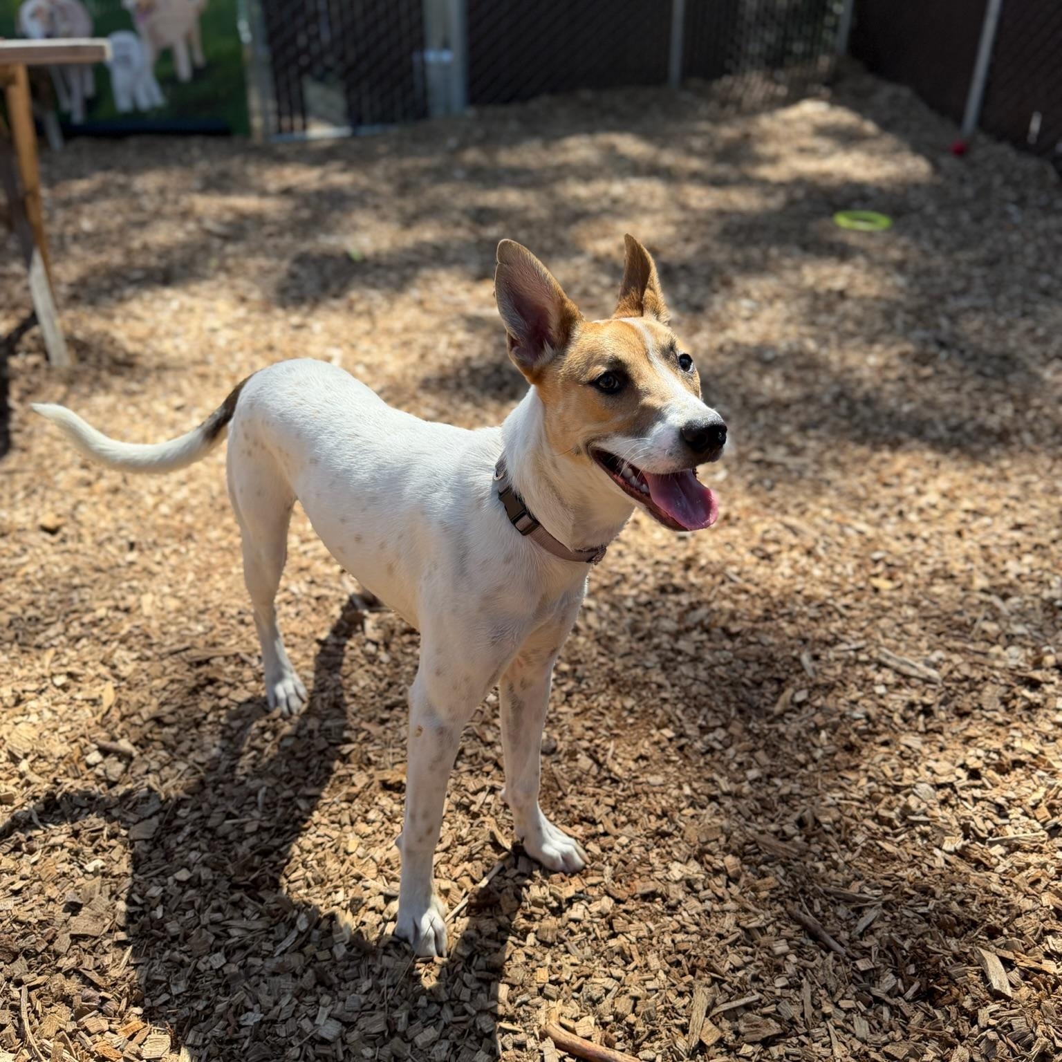 Cinnamon- Sugar Sweet, an adopted mixed breed in Grass Valley, CA image 4/6
