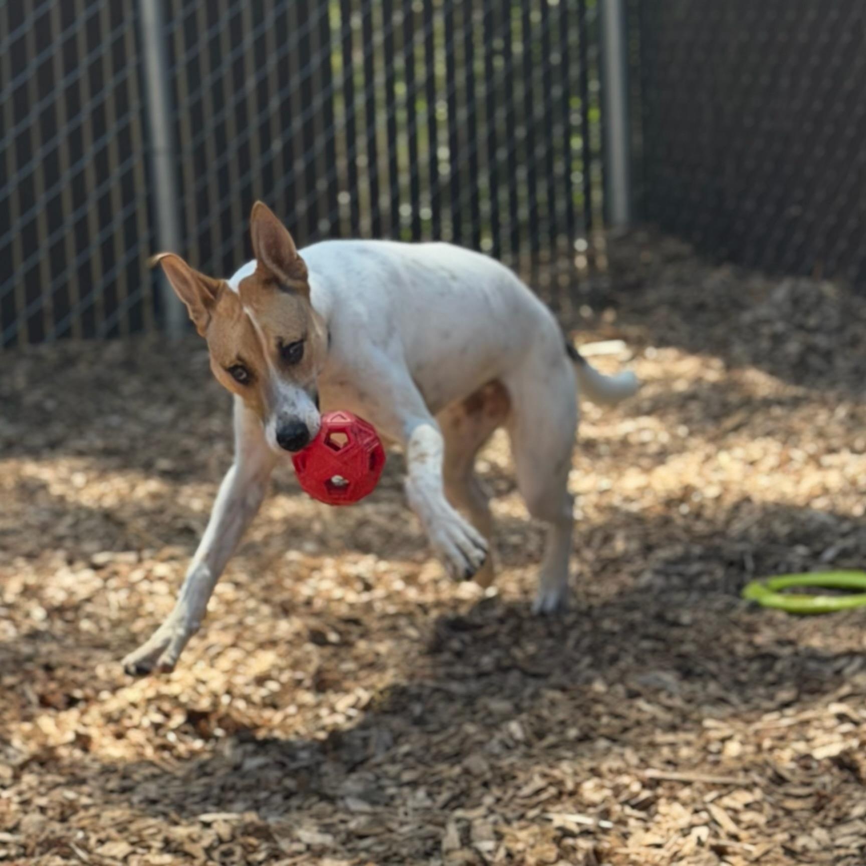 Cinnamon- Sugar Sweet, an adopted mixed breed in Grass Valley, CA image 5/6