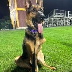 Enlarge River, a Adoptable German Shepherd Dog in Schaumburg, IL image 1/6