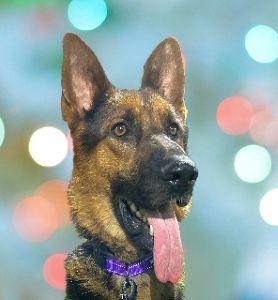 Enlarge River, a Adoptable German Shepherd Dog in Schaumburg, IL image 2/6