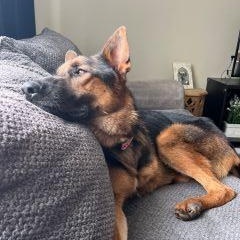 Enlarge River, a Adoptable German Shepherd Dog in Schaumburg, IL image 3/6