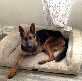 Enlarge River, a Adoptable German Shepherd Dog in Schaumburg, IL image 4/6
