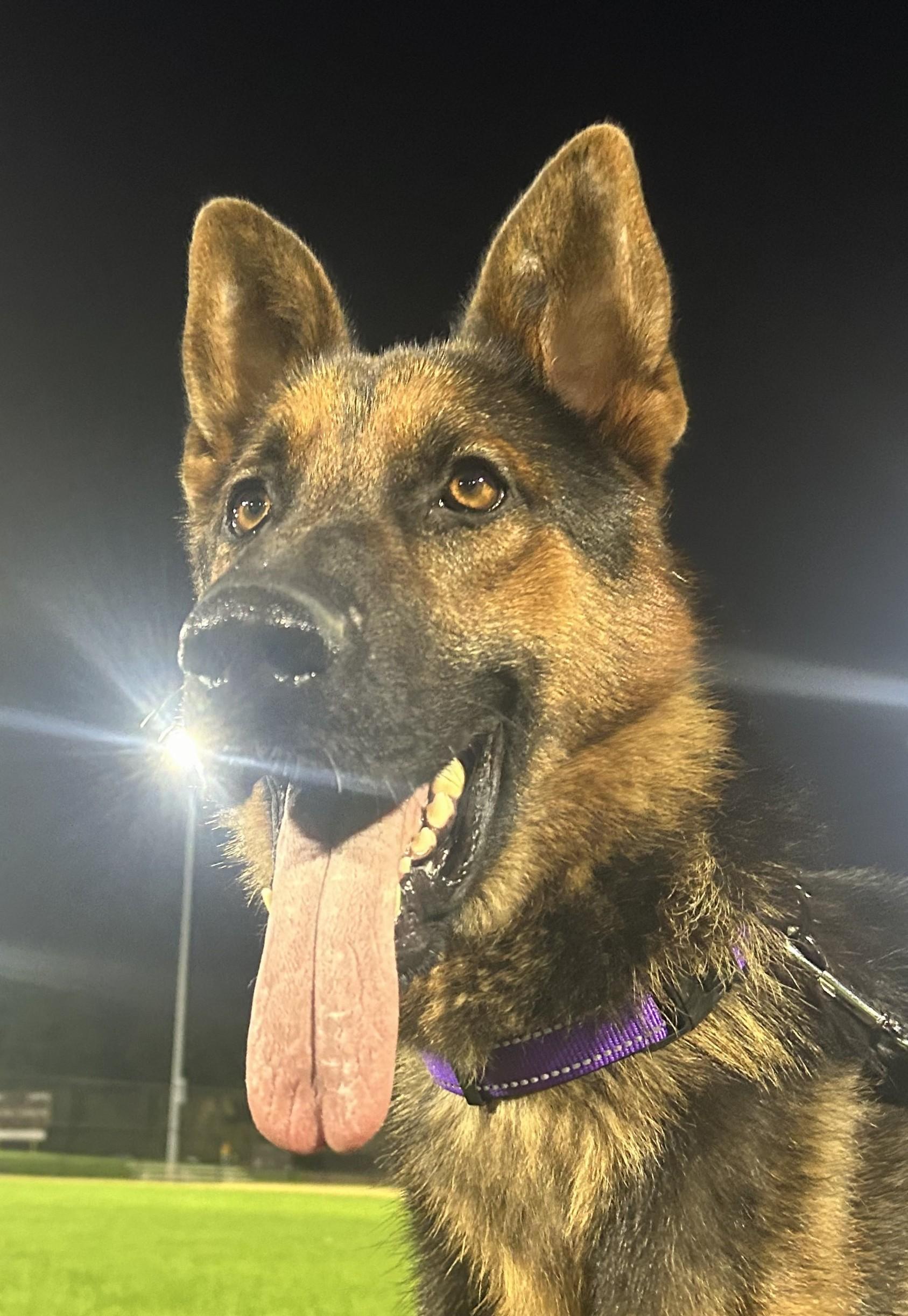 Enlarge River, a Adoptable German Shepherd Dog in Schaumburg, IL image 5/6