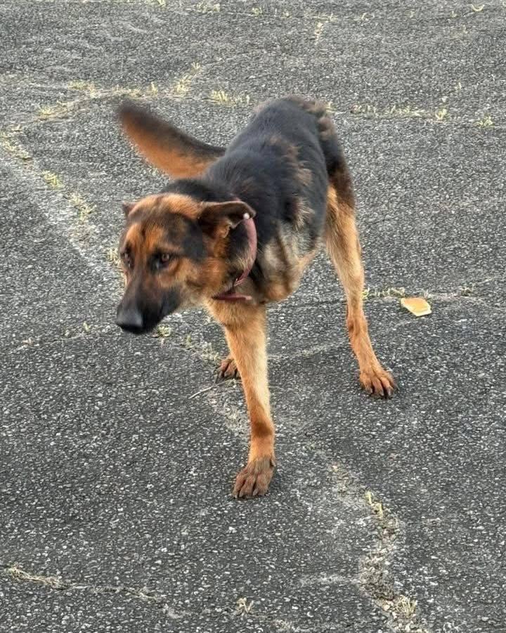 Enlarge River, a Adoptable German Shepherd Dog in Schaumburg, IL image 6/6