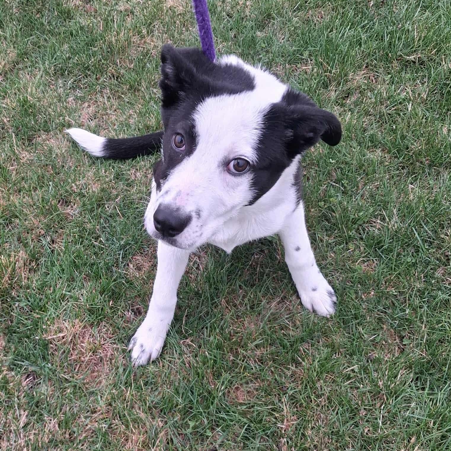 Daisy May, ADOPTABLE, Puppy Female Border Collie.