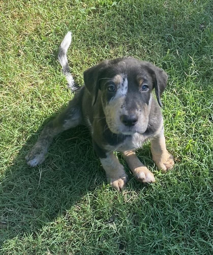 Charlie FKA Blake, Adoptable, Adult Female Hound & Mixed Breed.