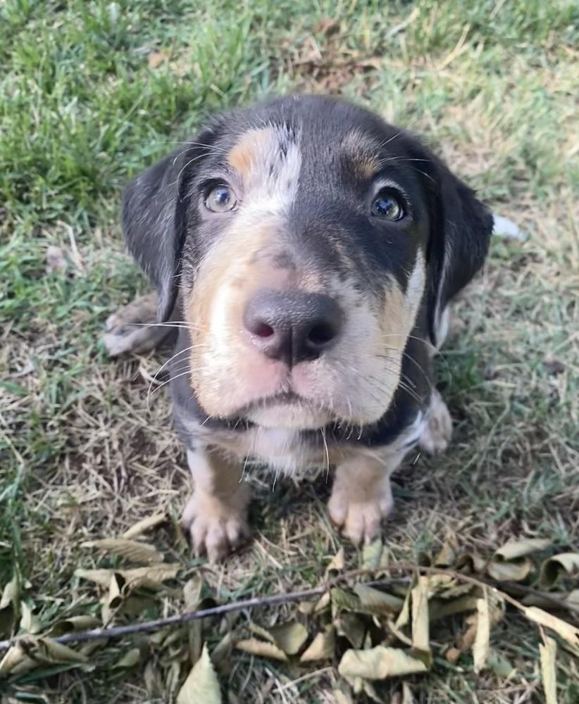 Enlarge Charlie FKA Blake, a Adoptable mixed breed in Warr Acres, OK image 2/6