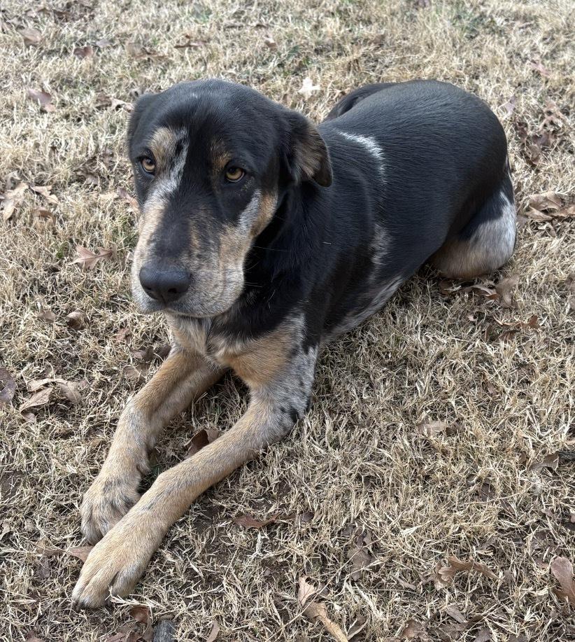 Enlarge Charlie FKA Blake, a Adoptable mixed breed in Warr Acres, OK image 3/6