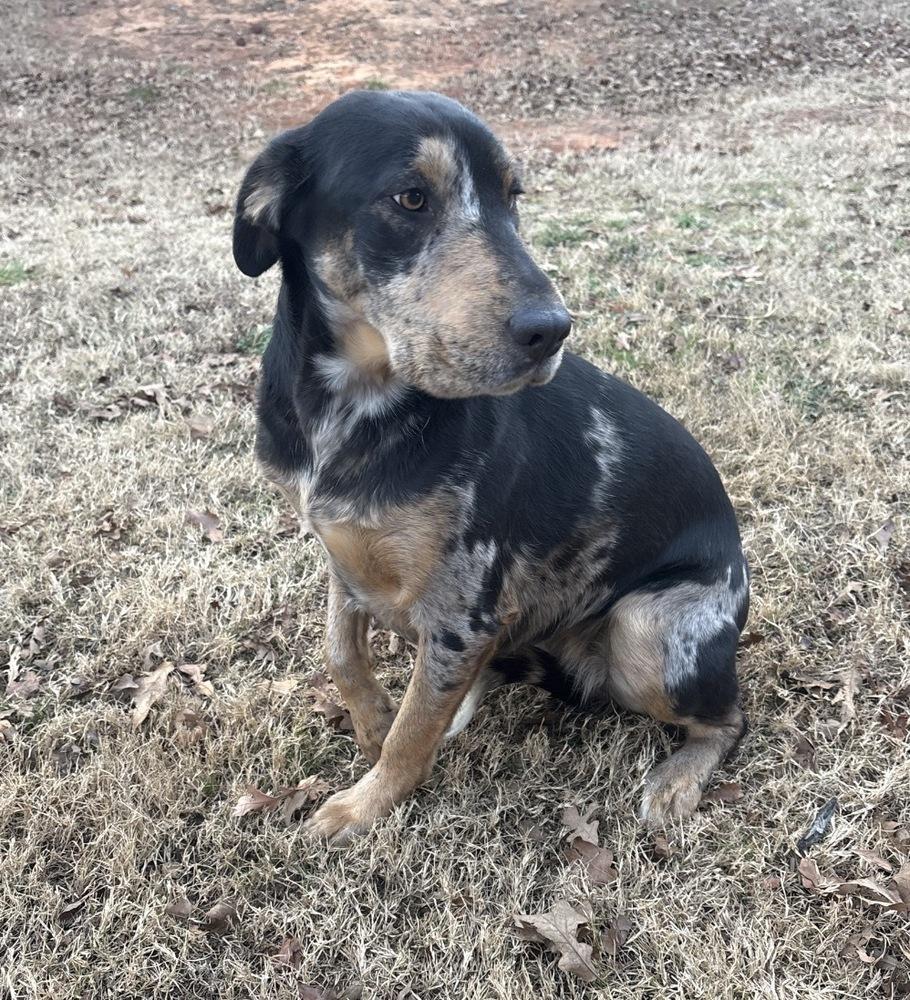Enlarge Charlie FKA Blake, a Adoptable mixed breed in Warr Acres, OK image 4/6