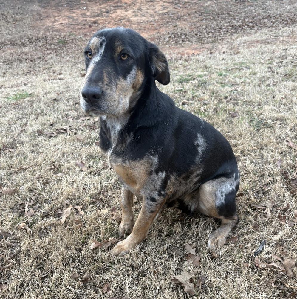 Enlarge Charlie FKA Blake, a Adoptable mixed breed in Warr Acres, OK image 5/6