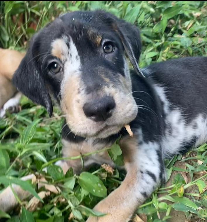 Enlarge Charlie FKA Blake, a Adoptable mixed breed in Warr Acres, OK image 6/6