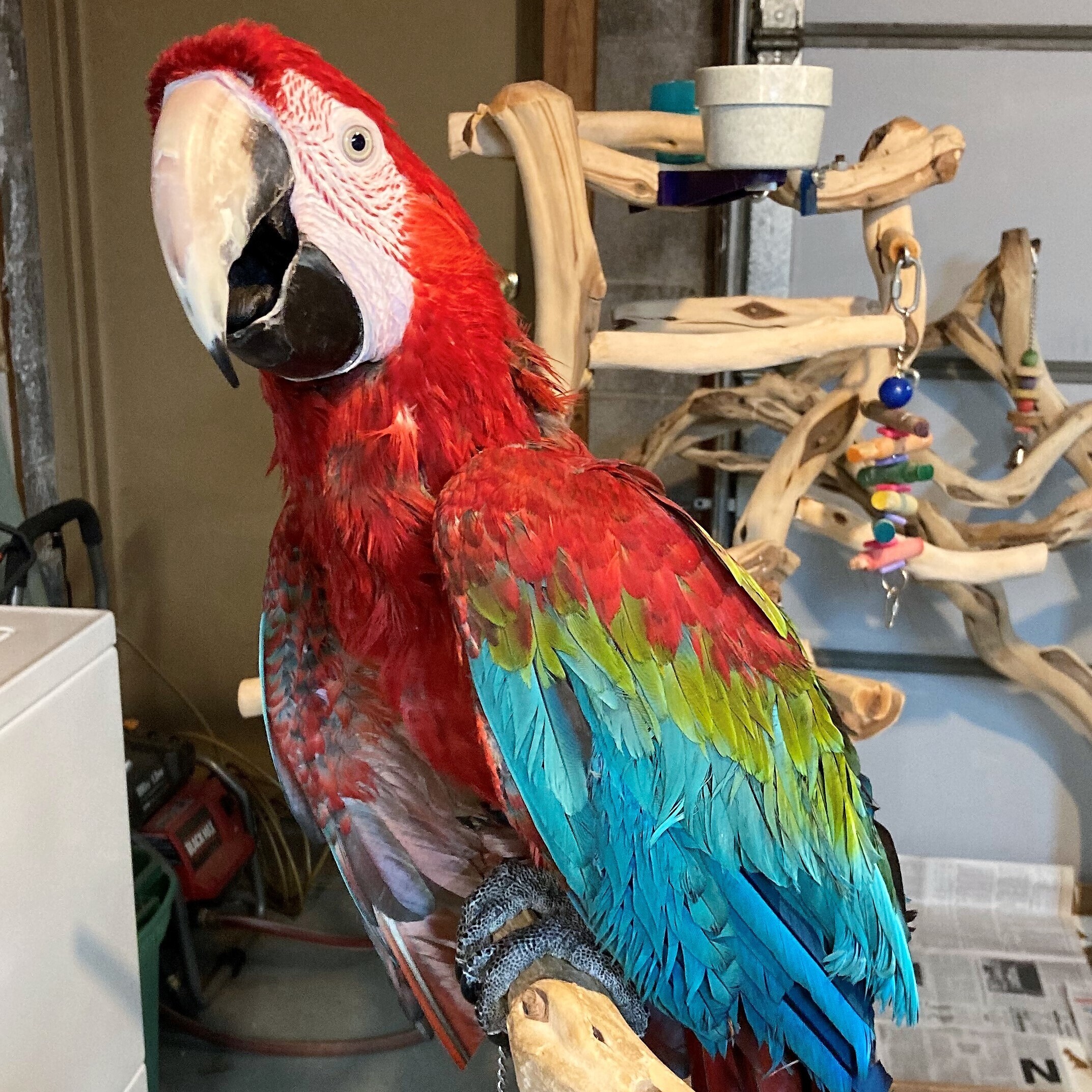 Joey, a Adoptable Macaw in Lenexa, KS image 1/2