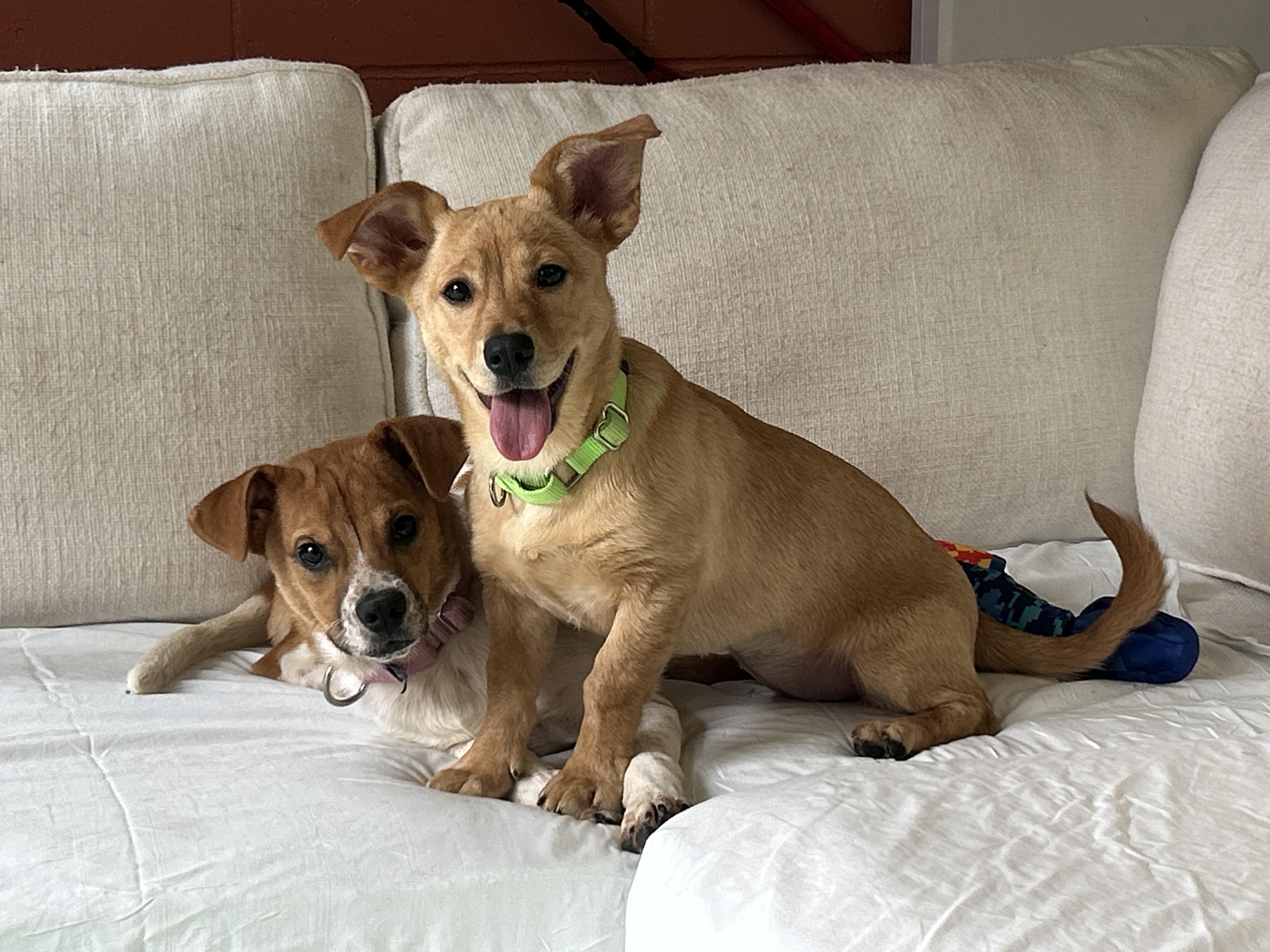 Bonnie and Stevie, adopted, Young Female Labrador Retriever.