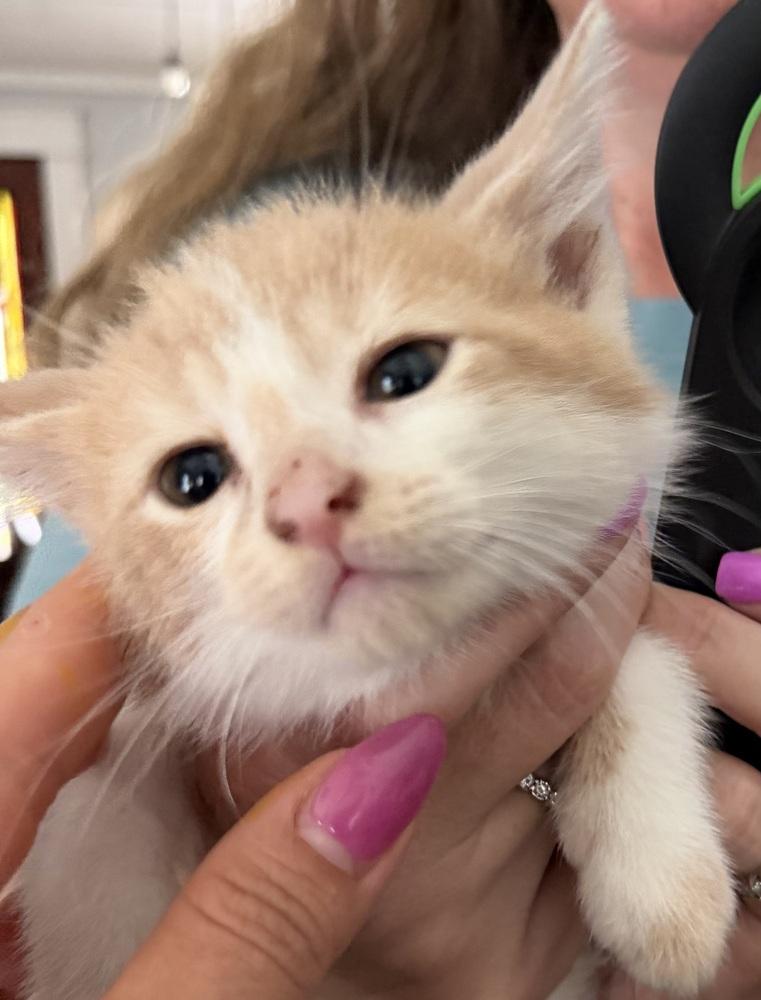 Huckleberry Finn, Adoptable, Kitten Male Domestic Long Hair.