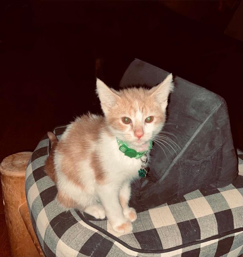 Huckleberry Finn, a Adoptable mixed breed in Poplar Grove, IL image 2/4
