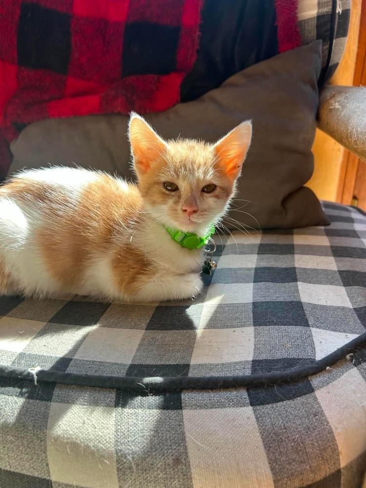 Huckleberry Finn, a Adoptable mixed breed in Poplar Grove, IL image 3/4