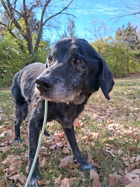Enlarge ALBUS DUMBLEDORE, a Adoptable Labrador Retriever in Olivette, MO image 1/1
