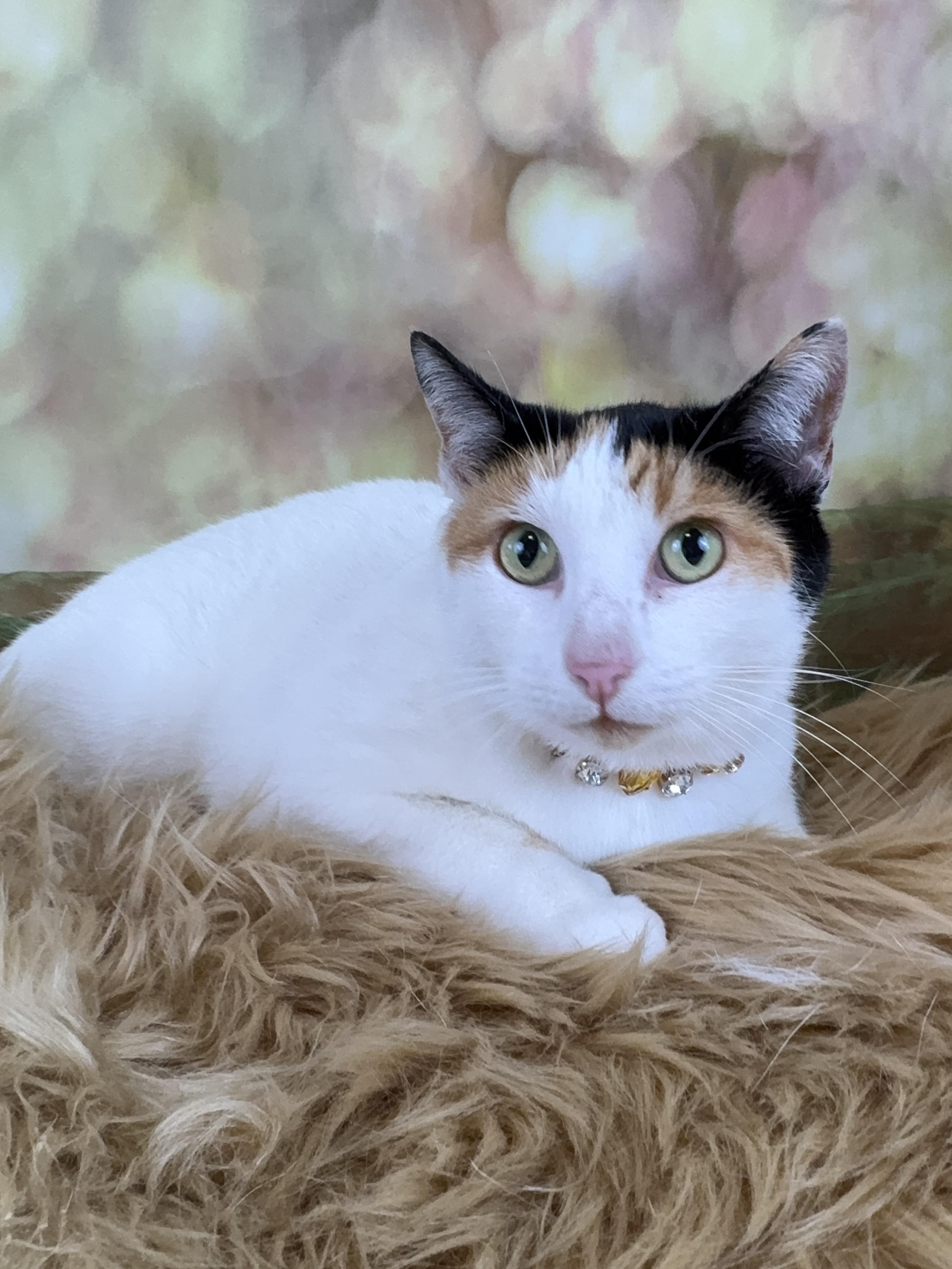 Enlarge Violet, a Adoptable Calico in Houston, TX image 4/6