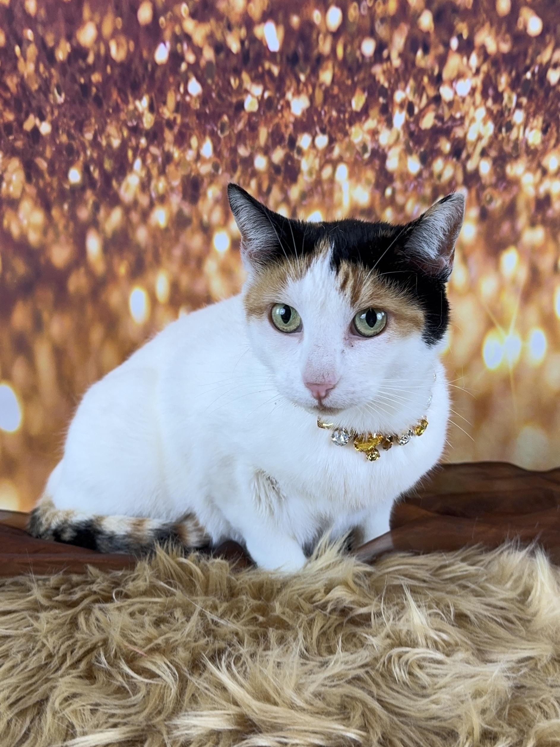 Enlarge Violet, a Adoptable Calico in Houston, TX image 6/6