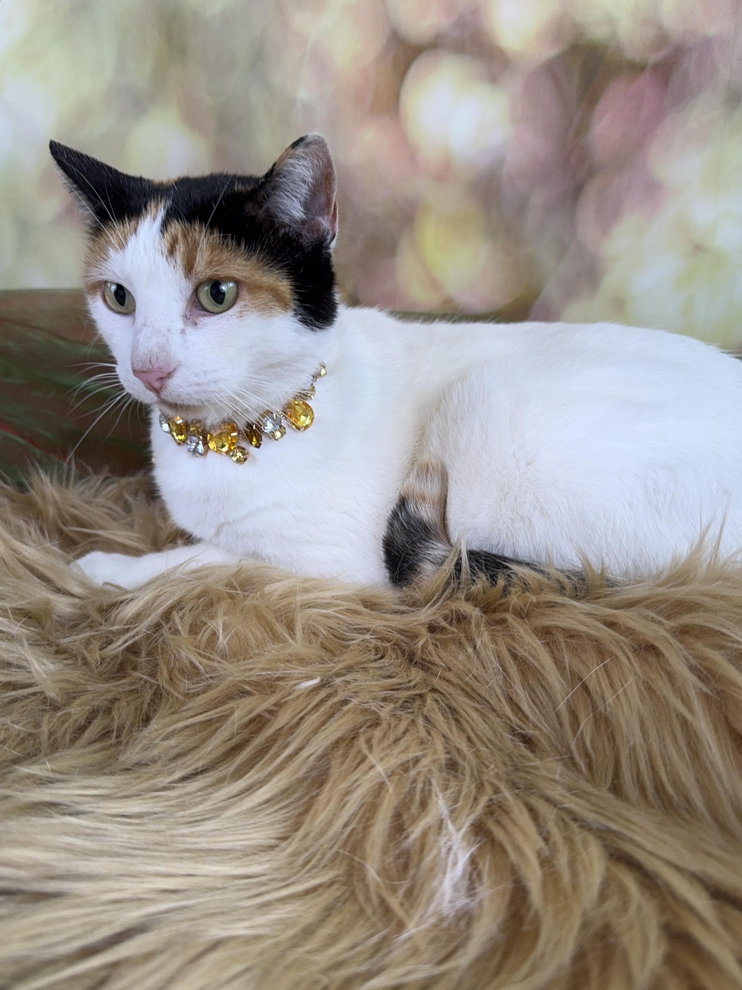 Enlarge Violet, a Adoptable Calico in Houston, TX image 5/6