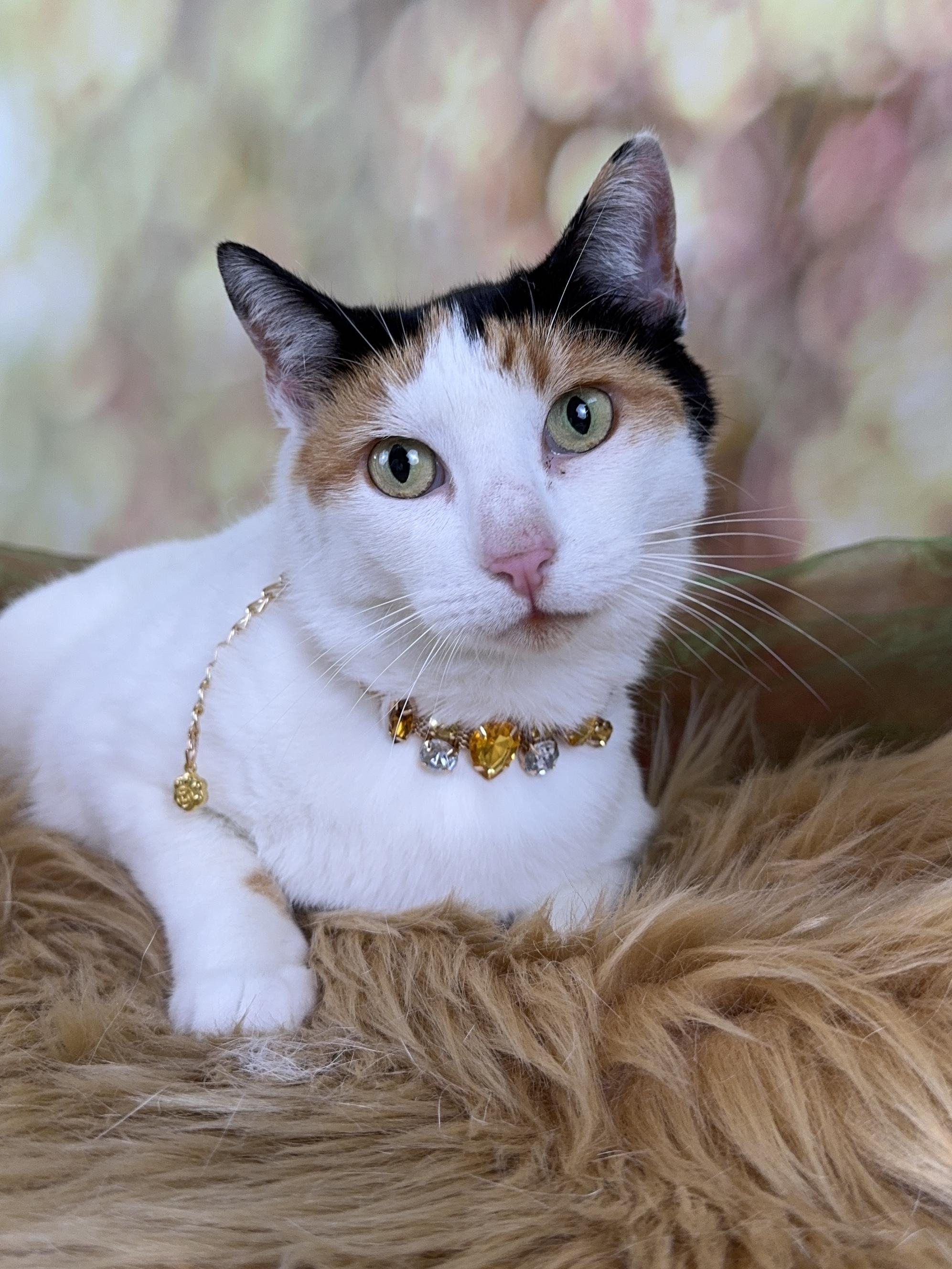 Enlarge Violet, a Adoptable Calico in Houston, TX image 1/6