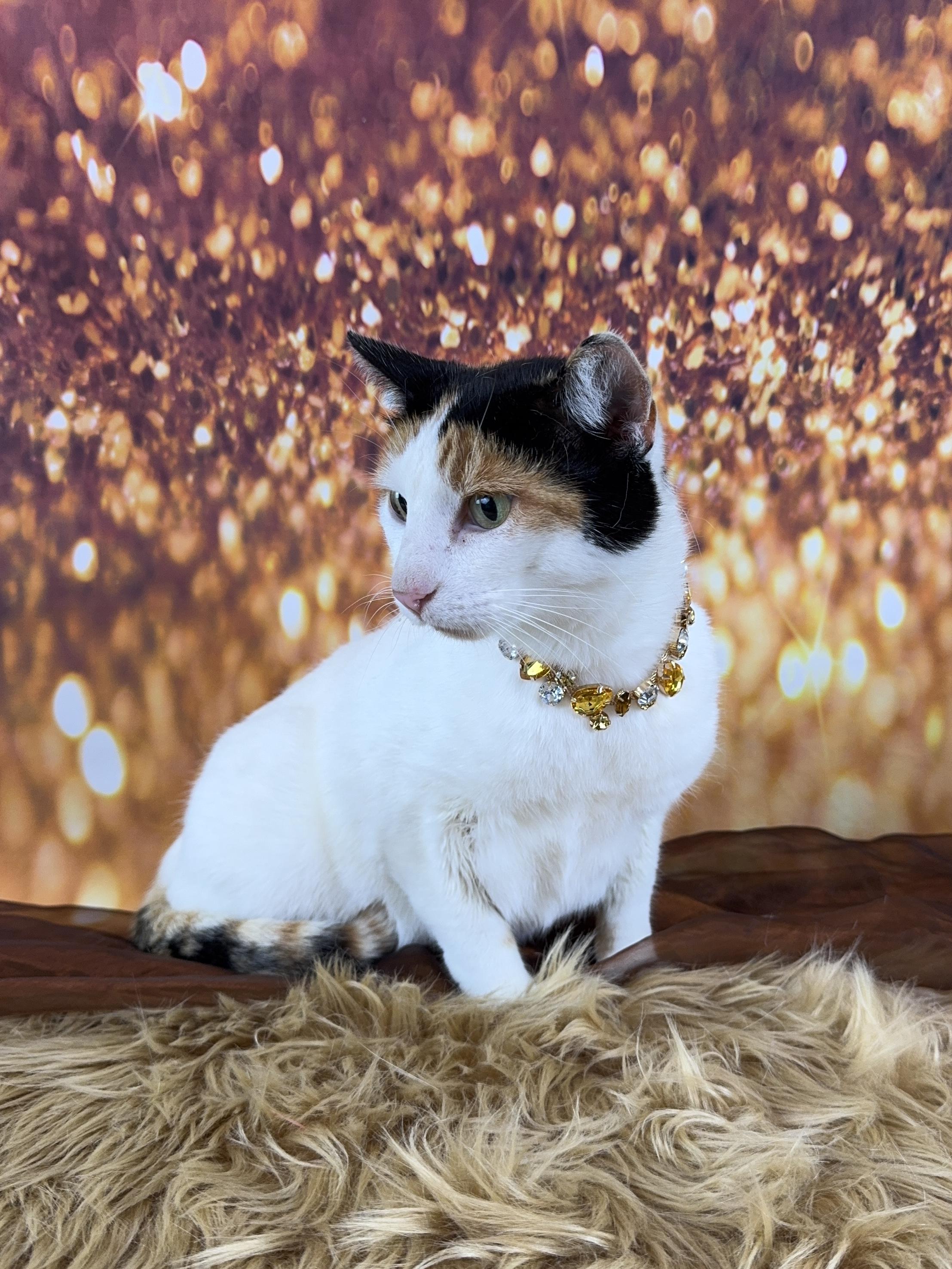 Enlarge Violet, a Adoptable Calico in Houston, TX image 3/6