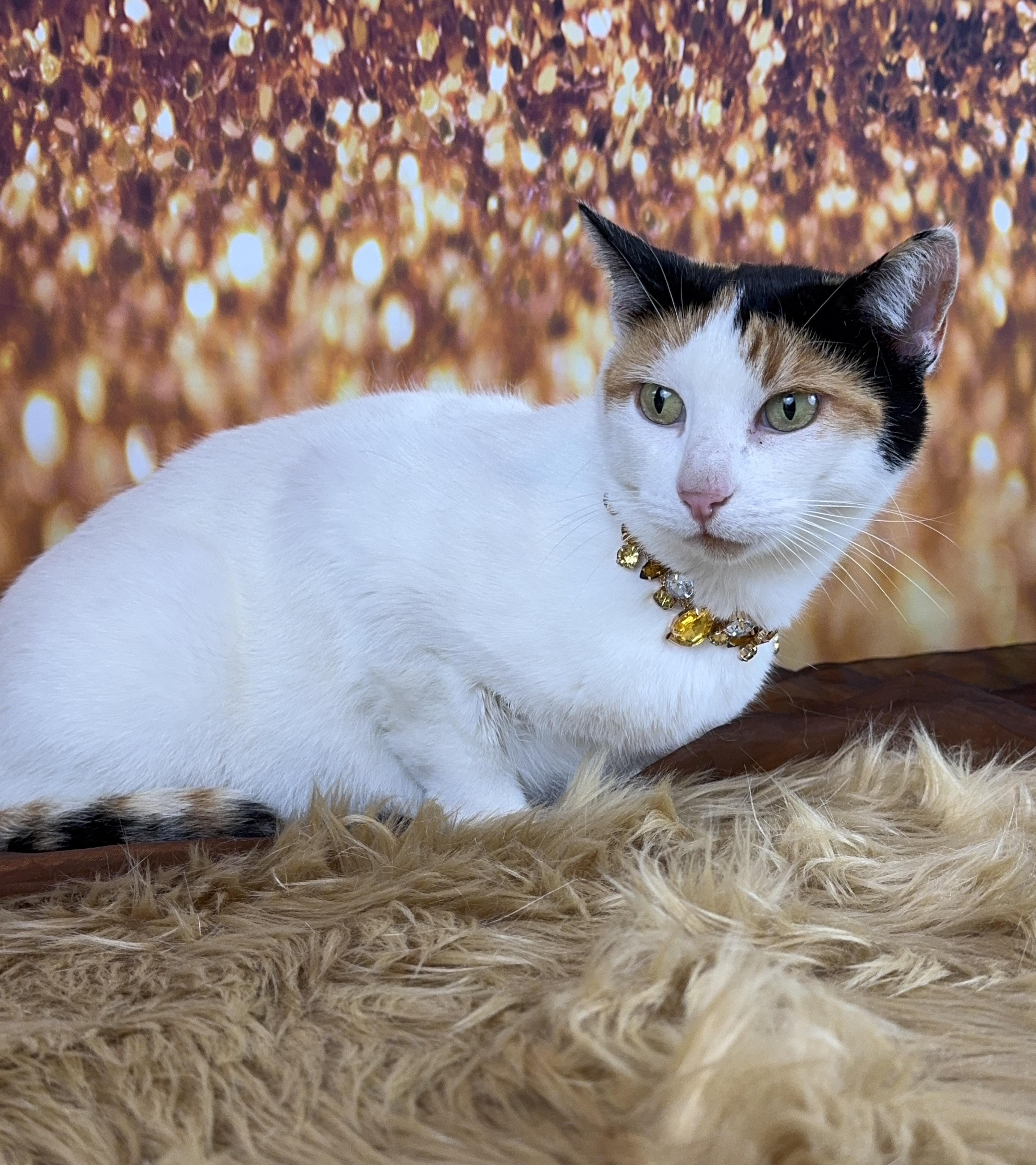 Enlarge Violet, a Adoptable Calico in Houston, TX image 2/6