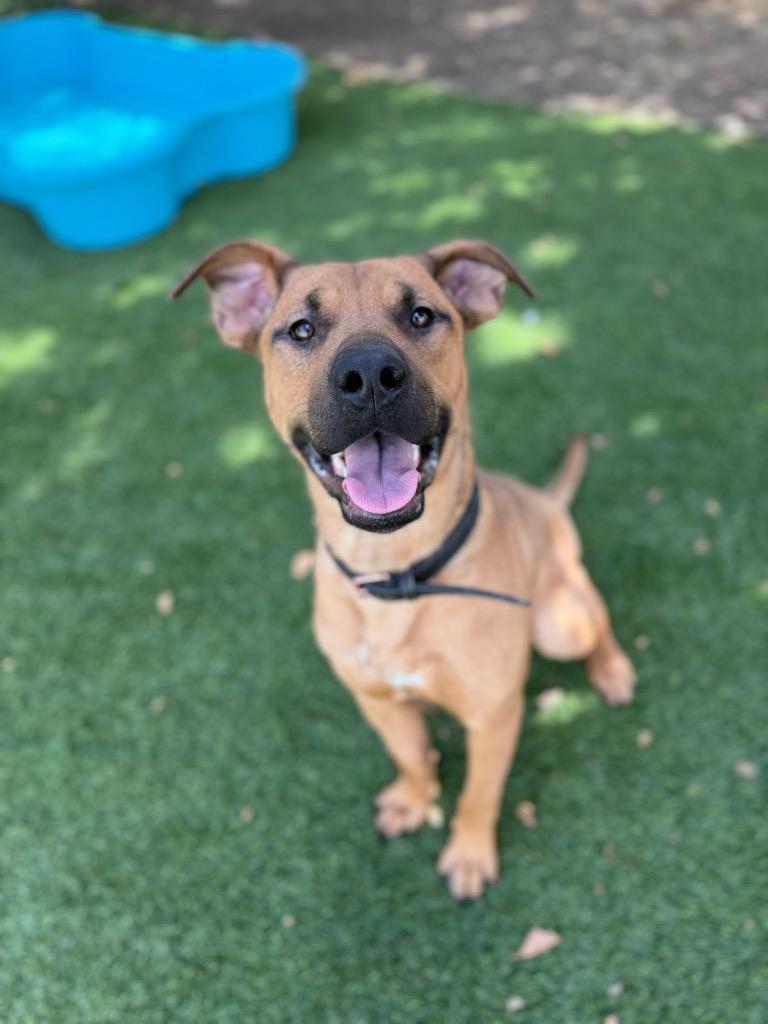 Enlarge Hercules, a Adoptable mixed breed in Chico, CA image 1/2