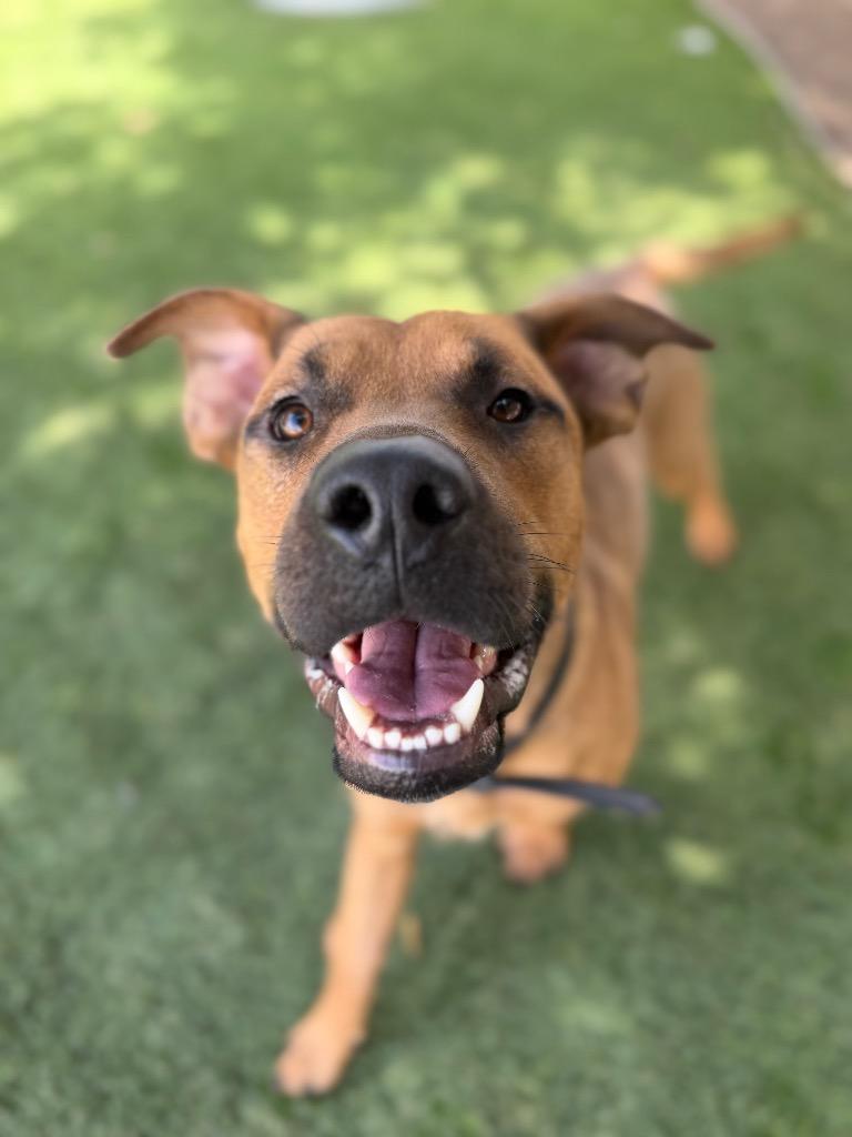 Enlarge Hercules, a Adoptable mixed breed in Chico, CA image 2/2